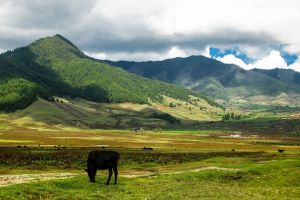Phobjikha Valley